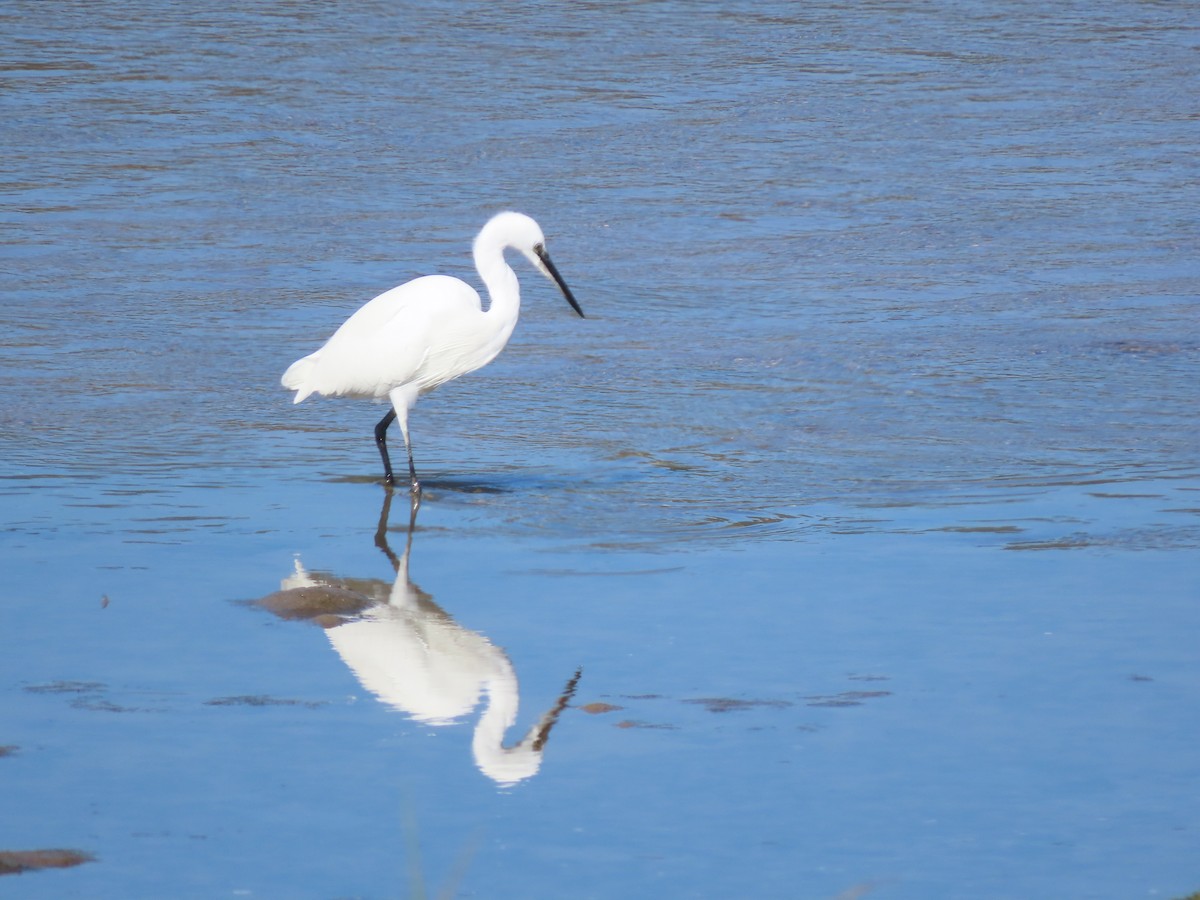 Little Egret - Joaquín Meana