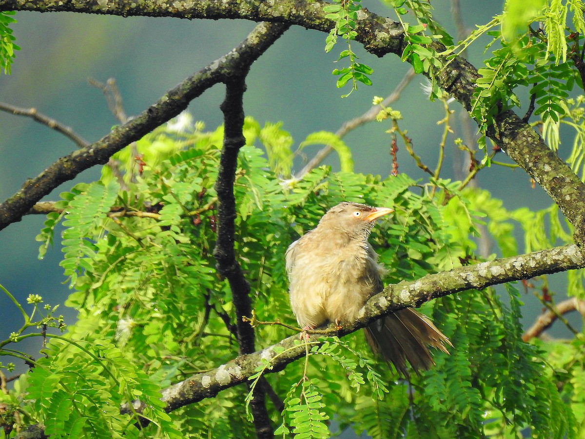 Jungle Babbler - ML611941376