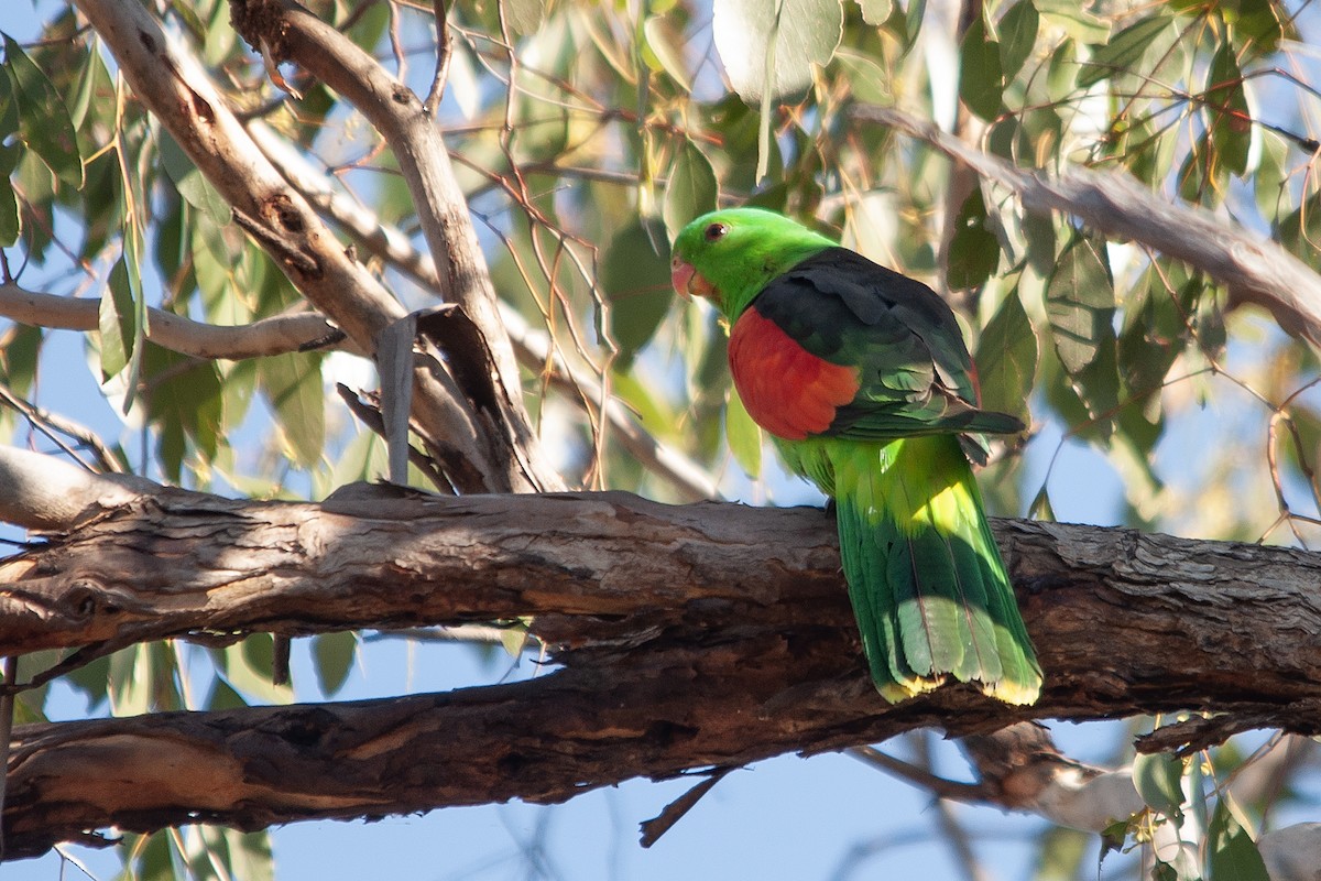 Red-winged Parrot - ML611941381