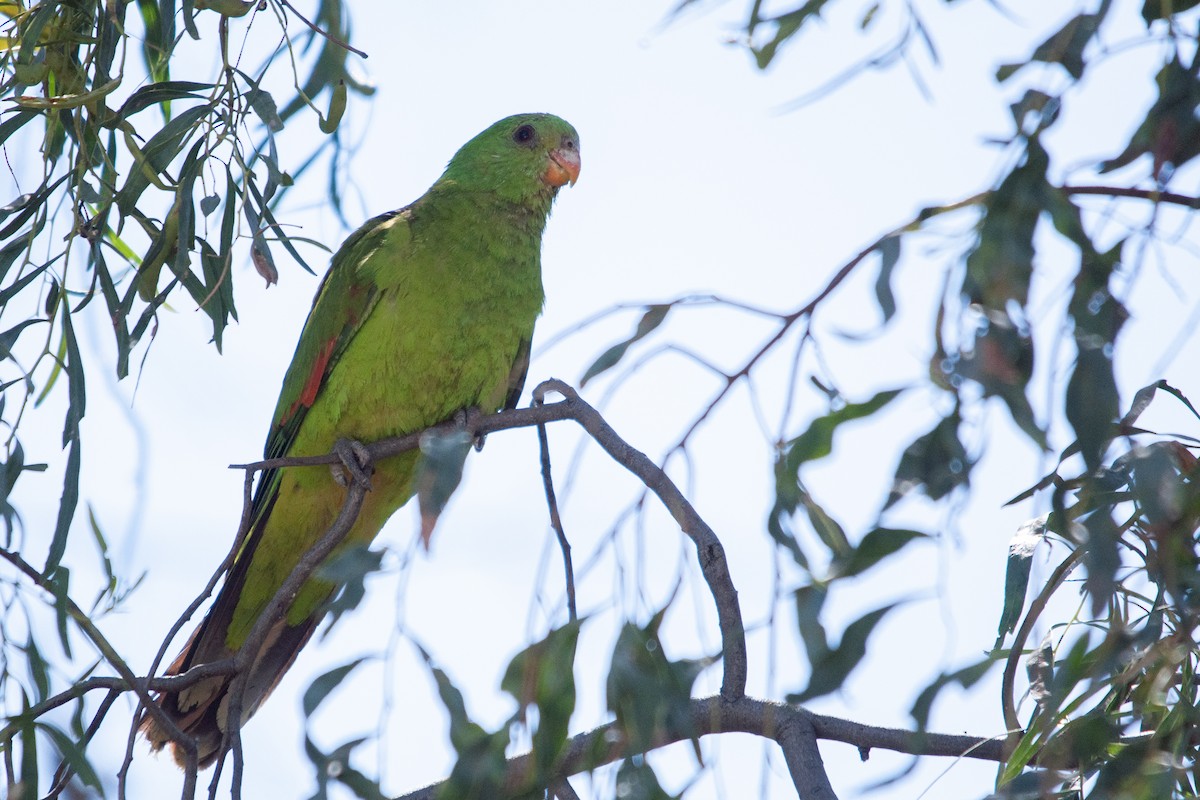 Red-winged Parrot - ML611941382