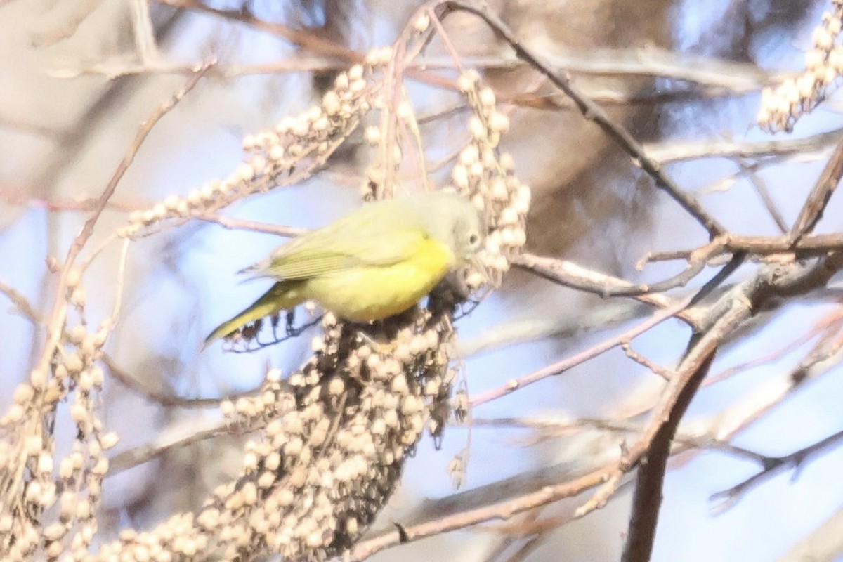 Nashville Warbler (ruficapilla) - ML611941458