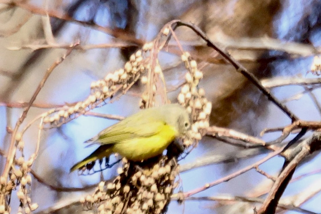 Nashville Warbler (ruficapilla) - ♏️ ©️