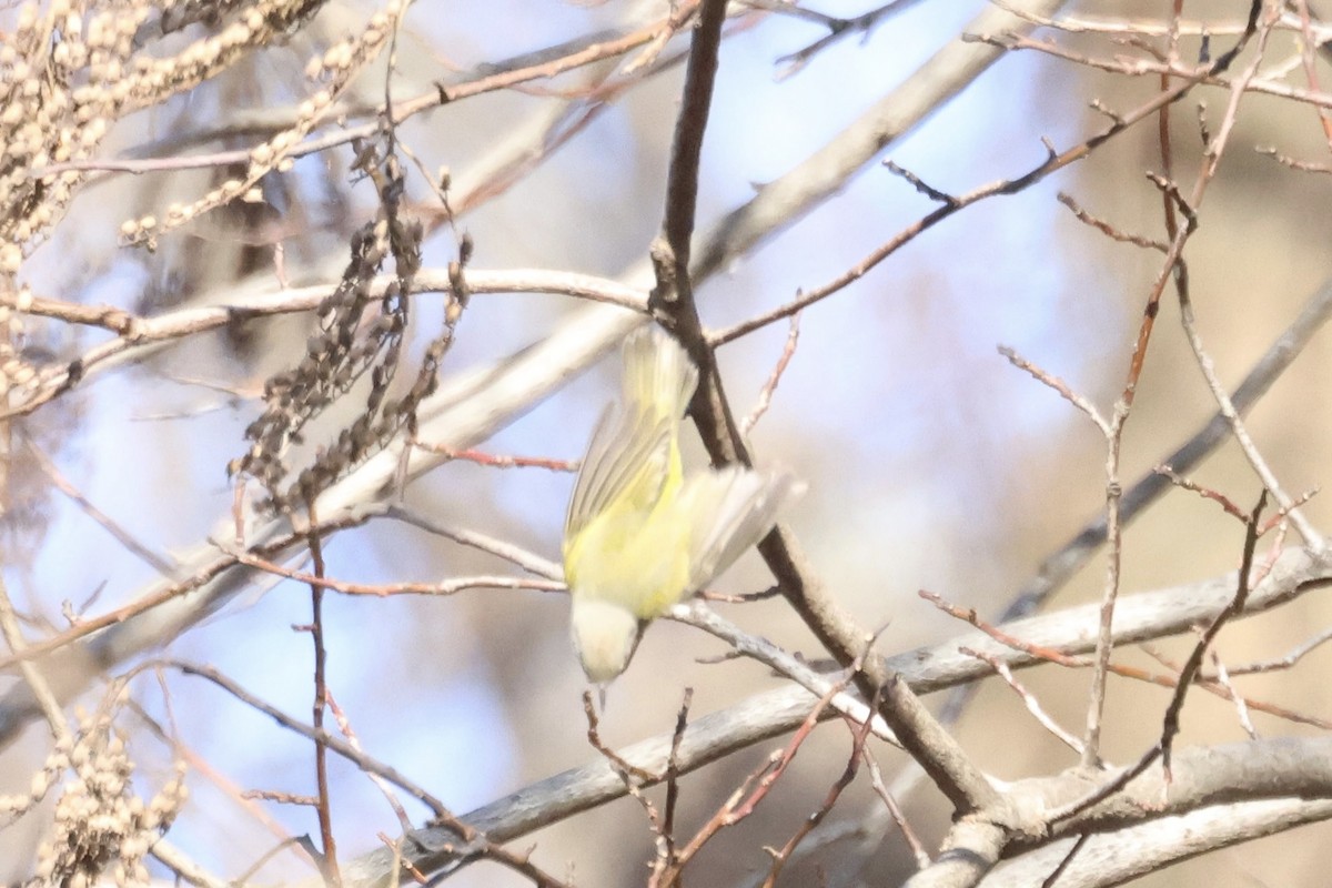 Nashville Warbler (ruficapilla) - ML611941460