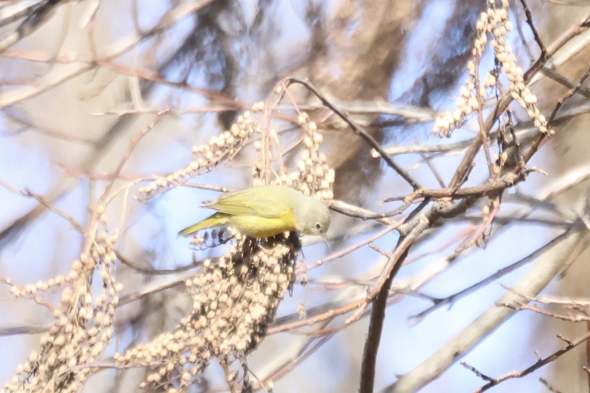 Nashville Warbler (ruficapilla) - ♏️ ©️