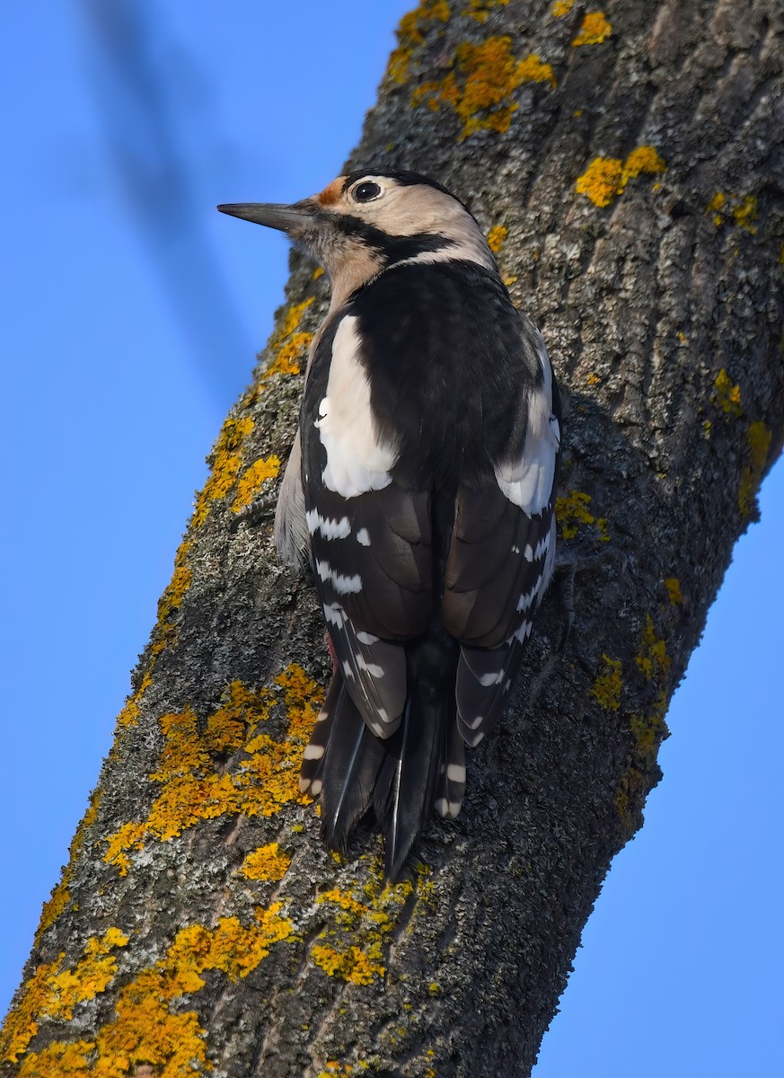 Pic syriaque - ML611941645