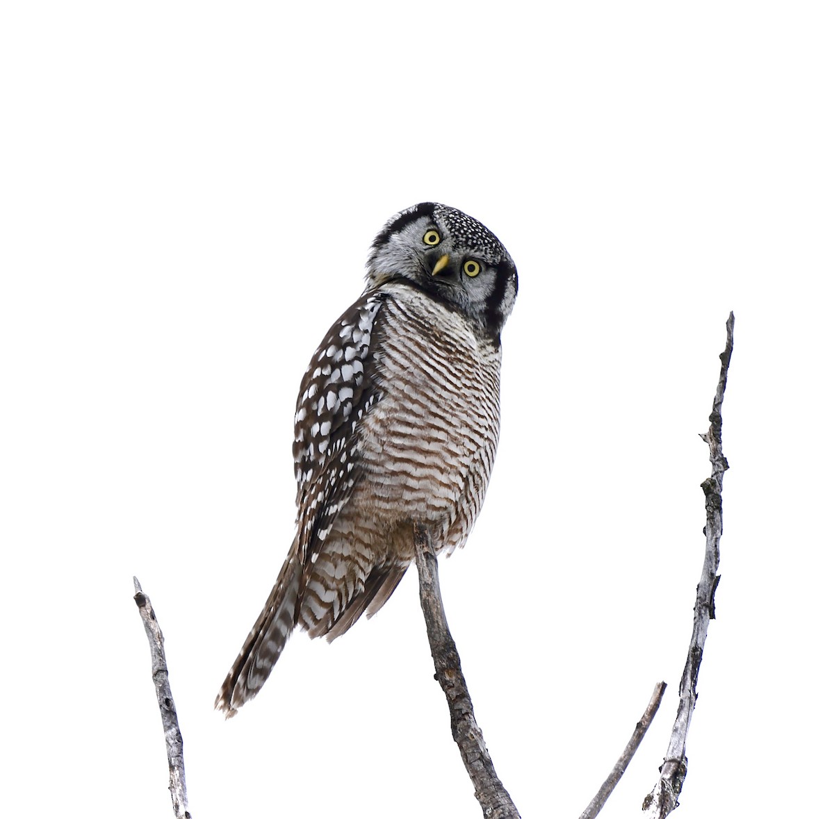 Northern Hawk Owl (American) - Michael Arthurs