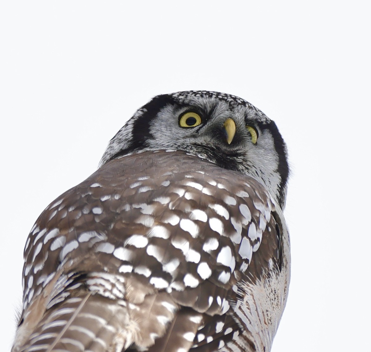 Northern Hawk Owl (American) - Michael Arthurs