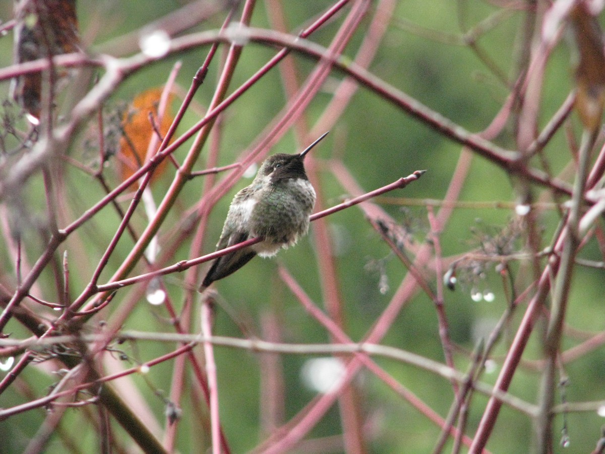 Colibrí de Anna - ML611941715