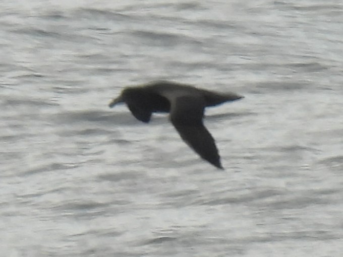 large albatross sp. - Erik Bergman