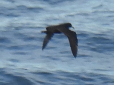 large albatross sp. - Erik Bergman