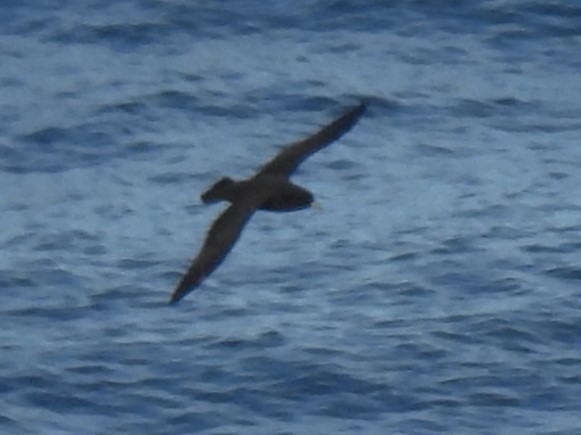 large albatross sp. - ML611941736