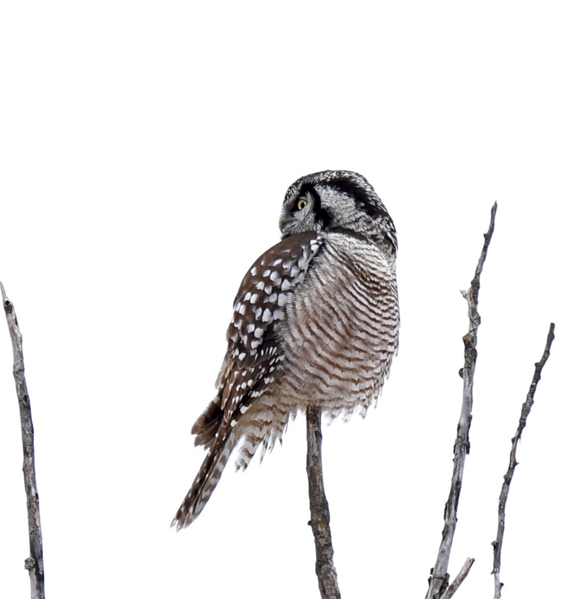 Northern Hawk Owl (American) - Michael Arthurs