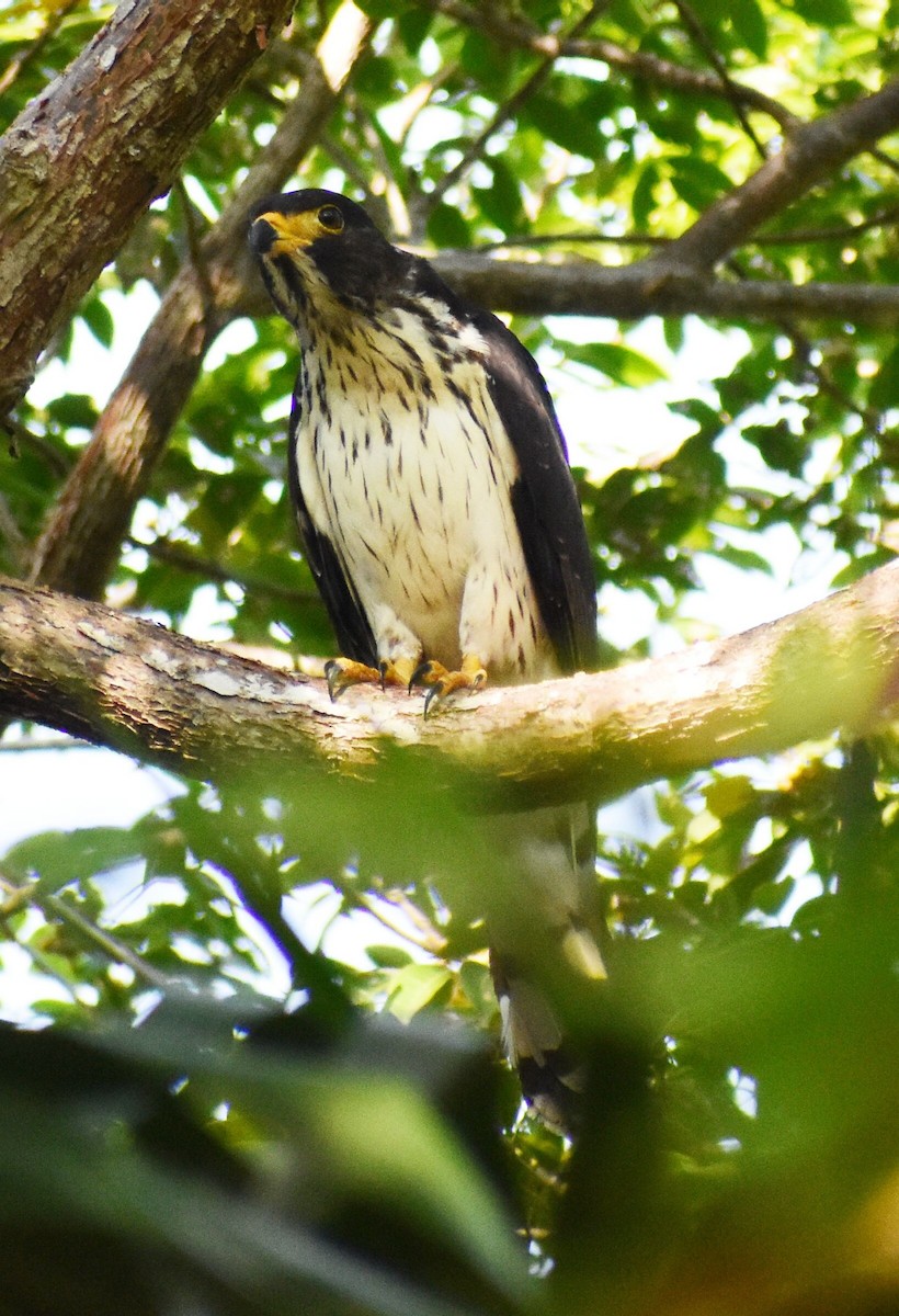 Gray-headed Kite - ML611941812