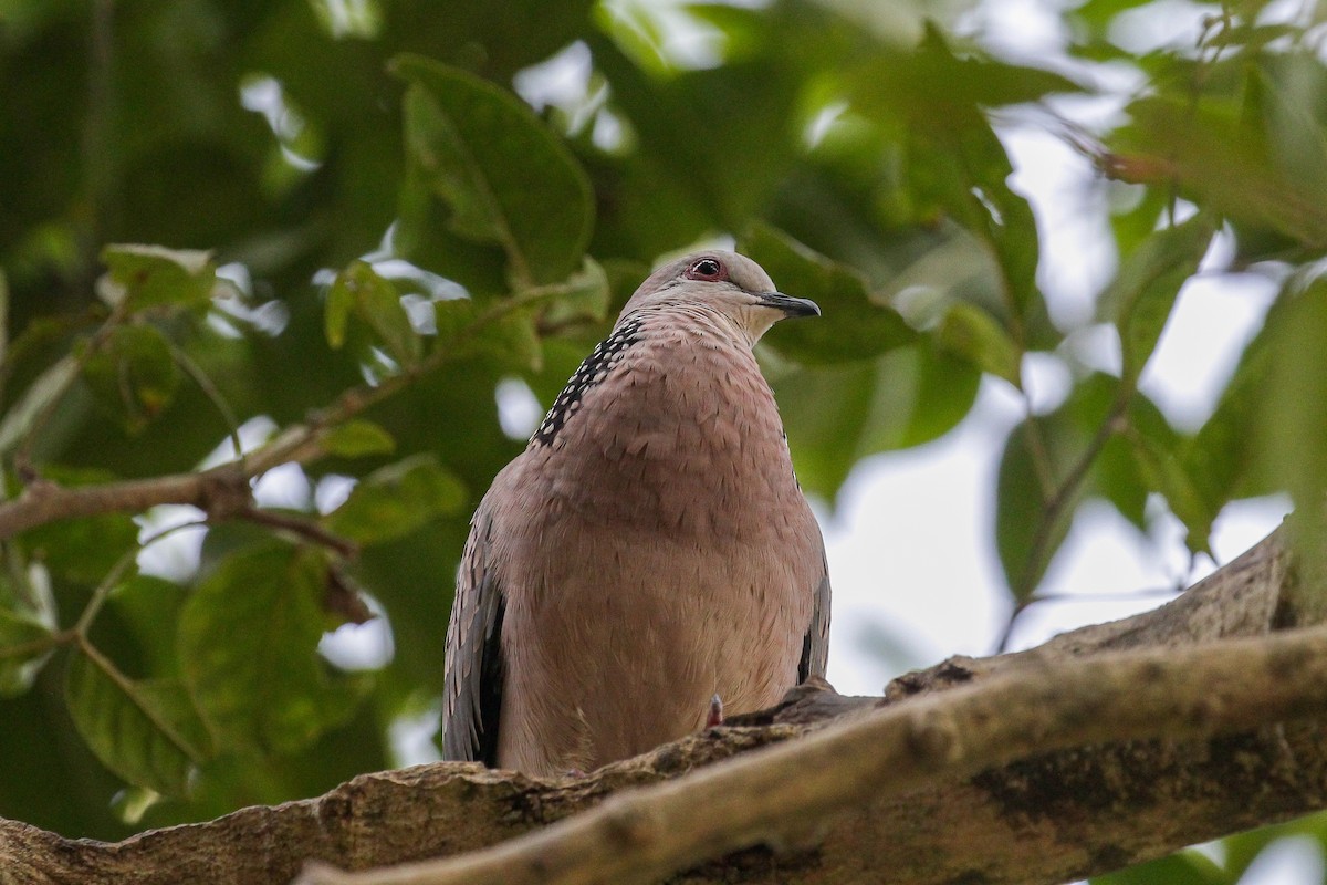 Spotted Dove - Arijit Mukhopadhyay