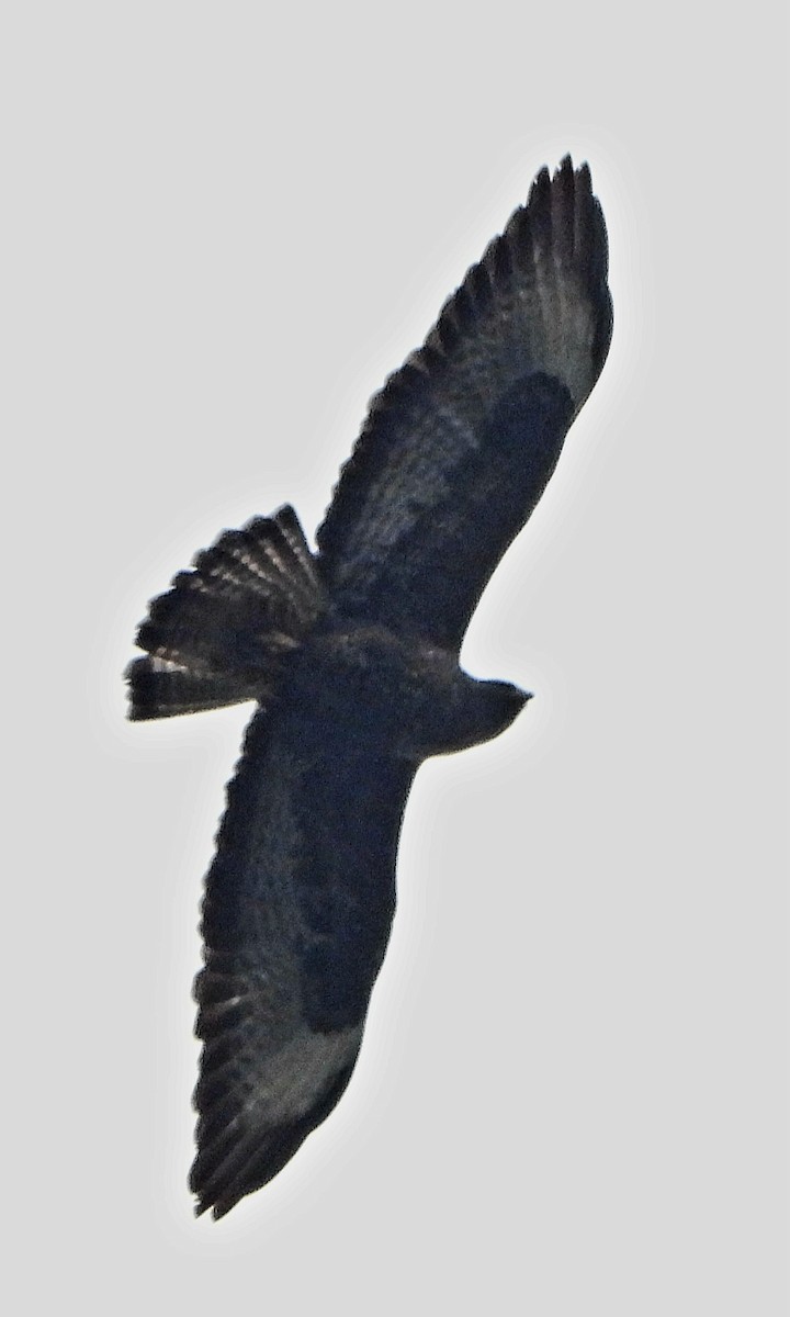 Common Buzzard - ML611941851