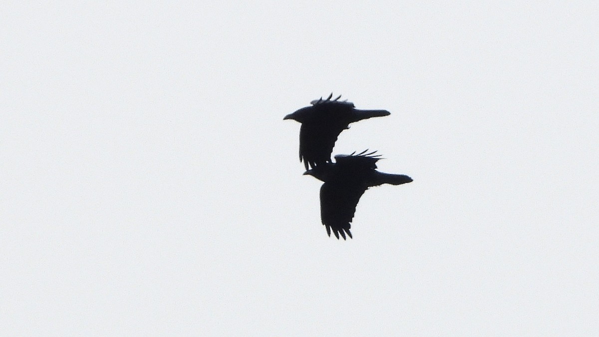 Common Raven - ML611941864