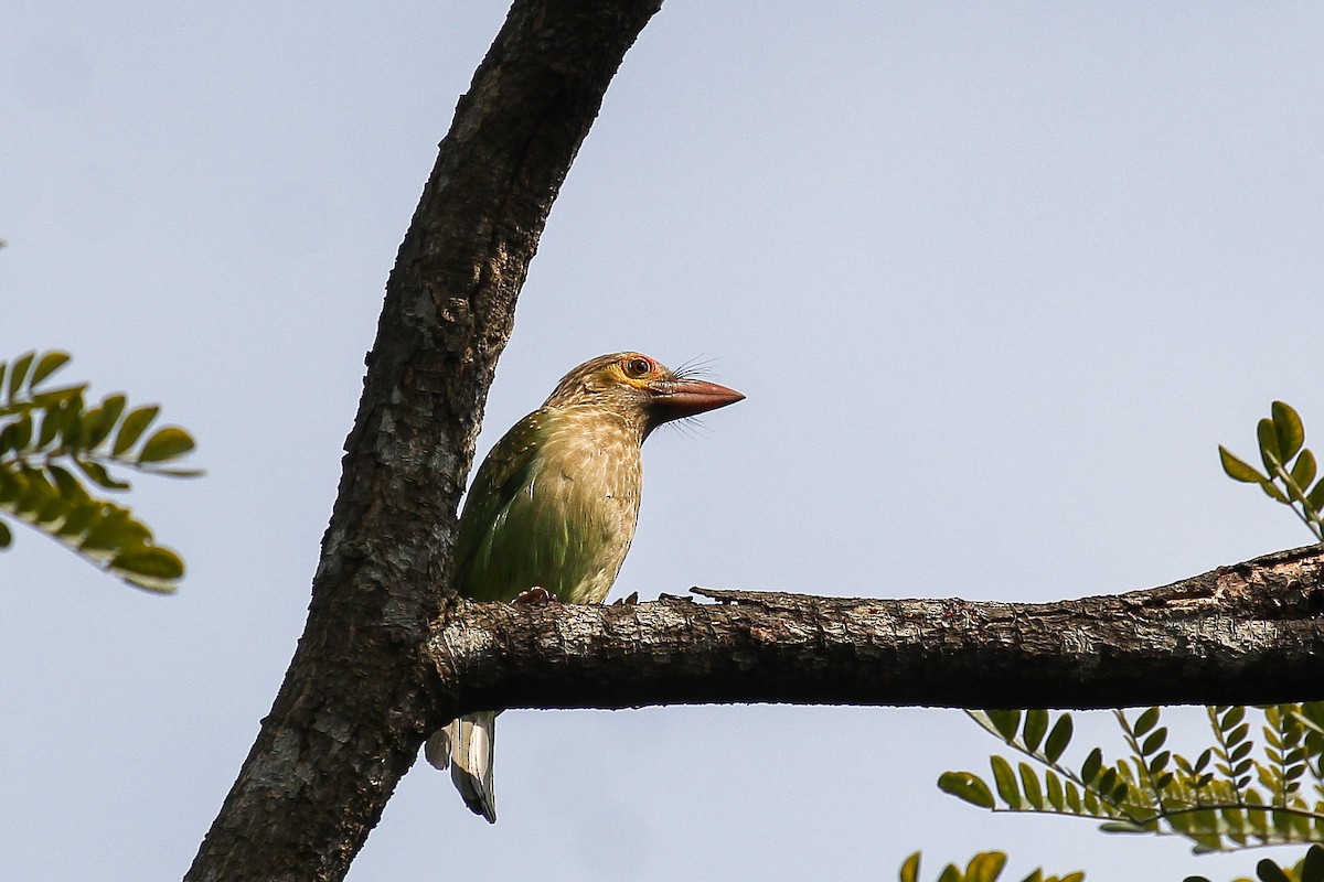 Brown-headed Barbet - Arijit Mukhopadhyay