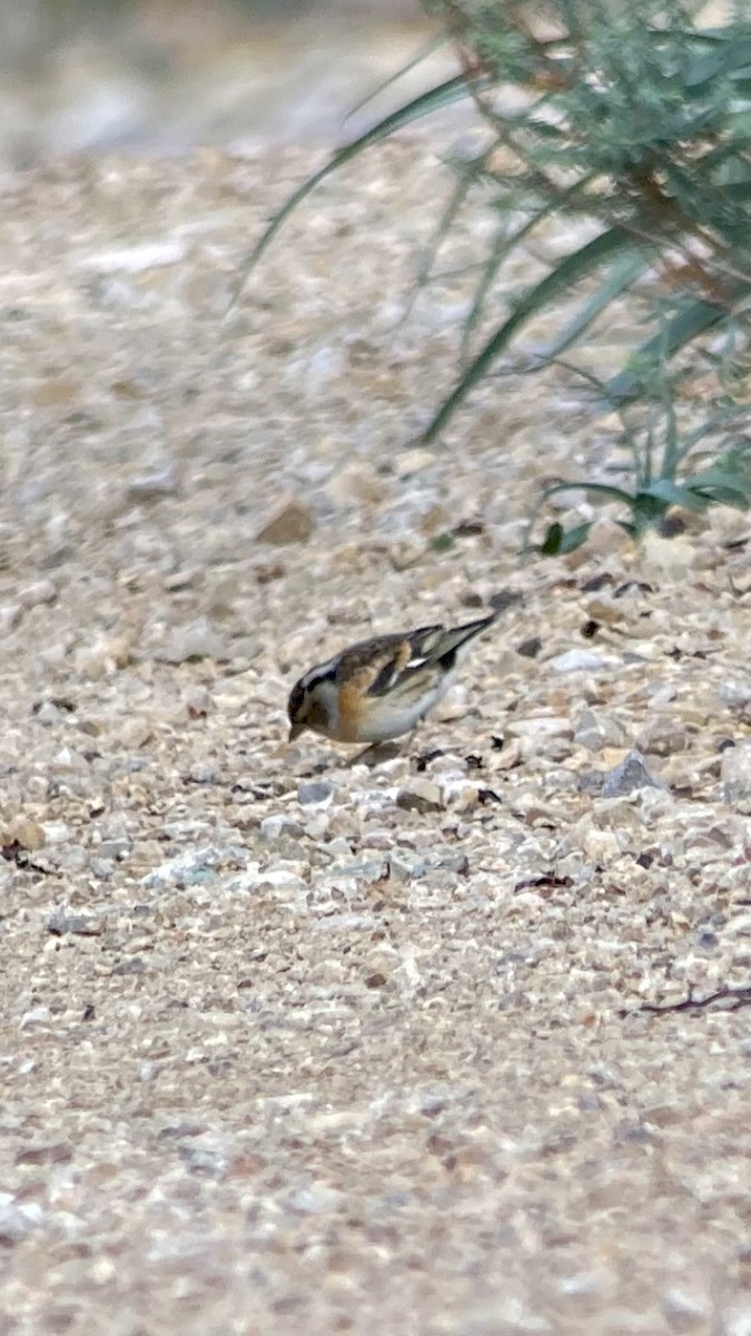 Brambling - Biel Bernat Bosch