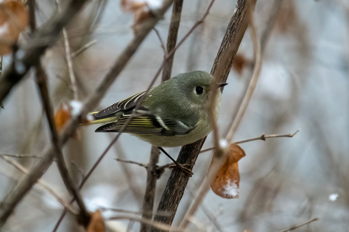 Ruby-crowned Kinglet - ML611941926