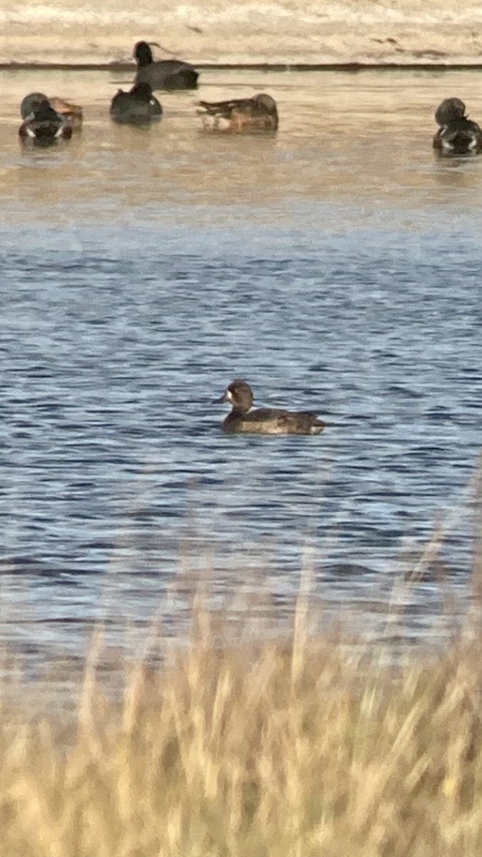 Lesser Scaup - Biel Bernat Bosch