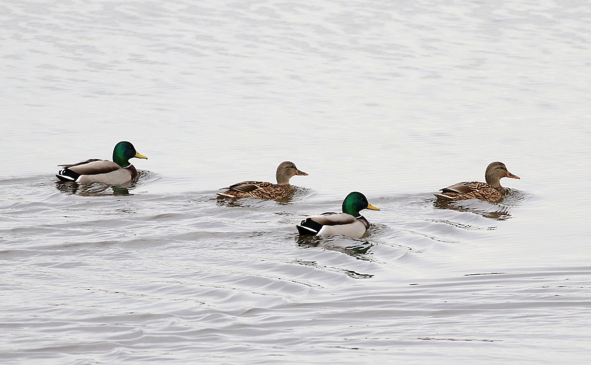 Mallard - Miguel García