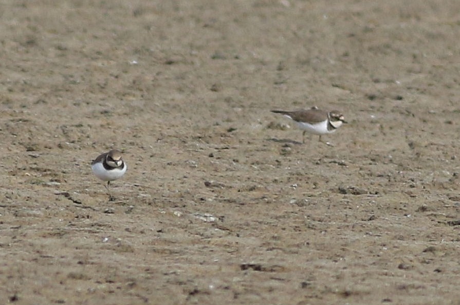 Little Ringed Plover - Miguel García