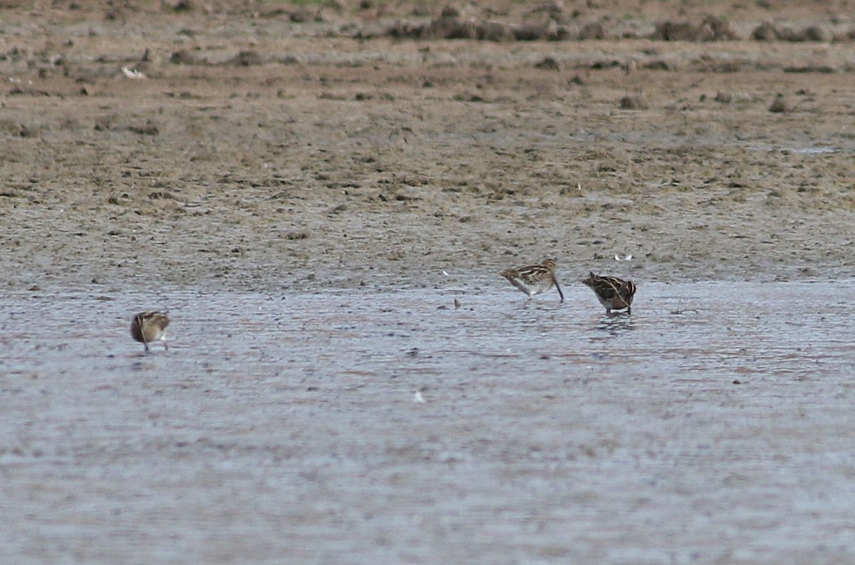 Common Snipe - ML611942201