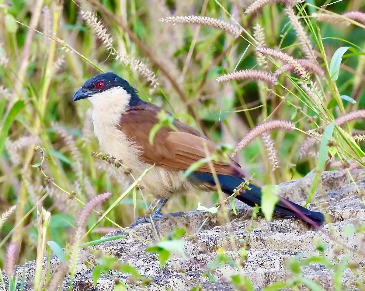 Senegal Coucal - ML611942217