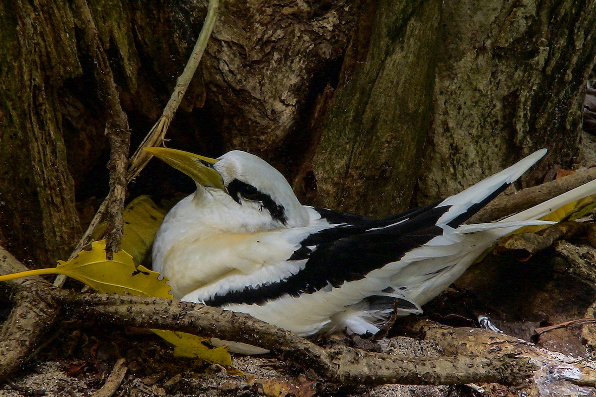 White-tailed Tropicbird (Indian Ocean) - ML611942235