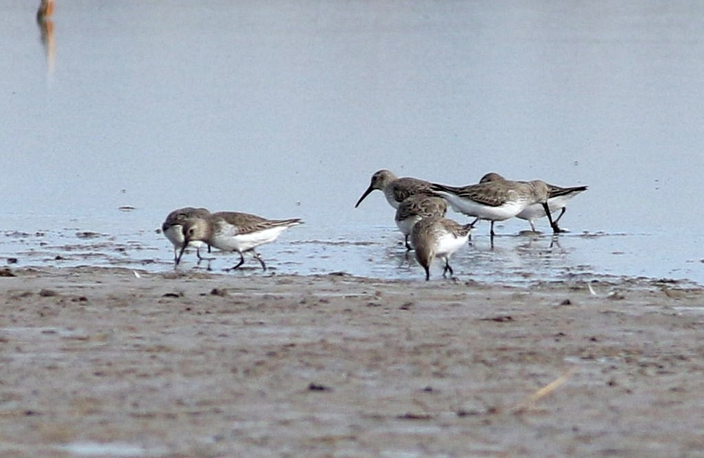 Dunlin - Miguel García