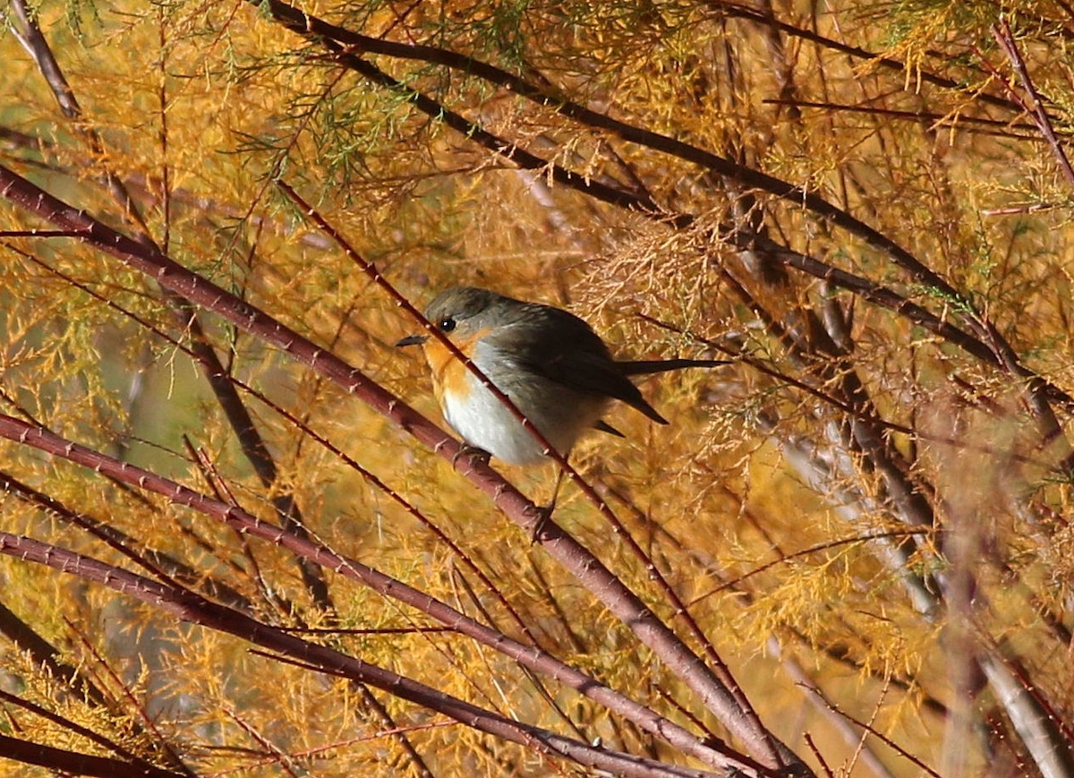 European Robin - ML611942365