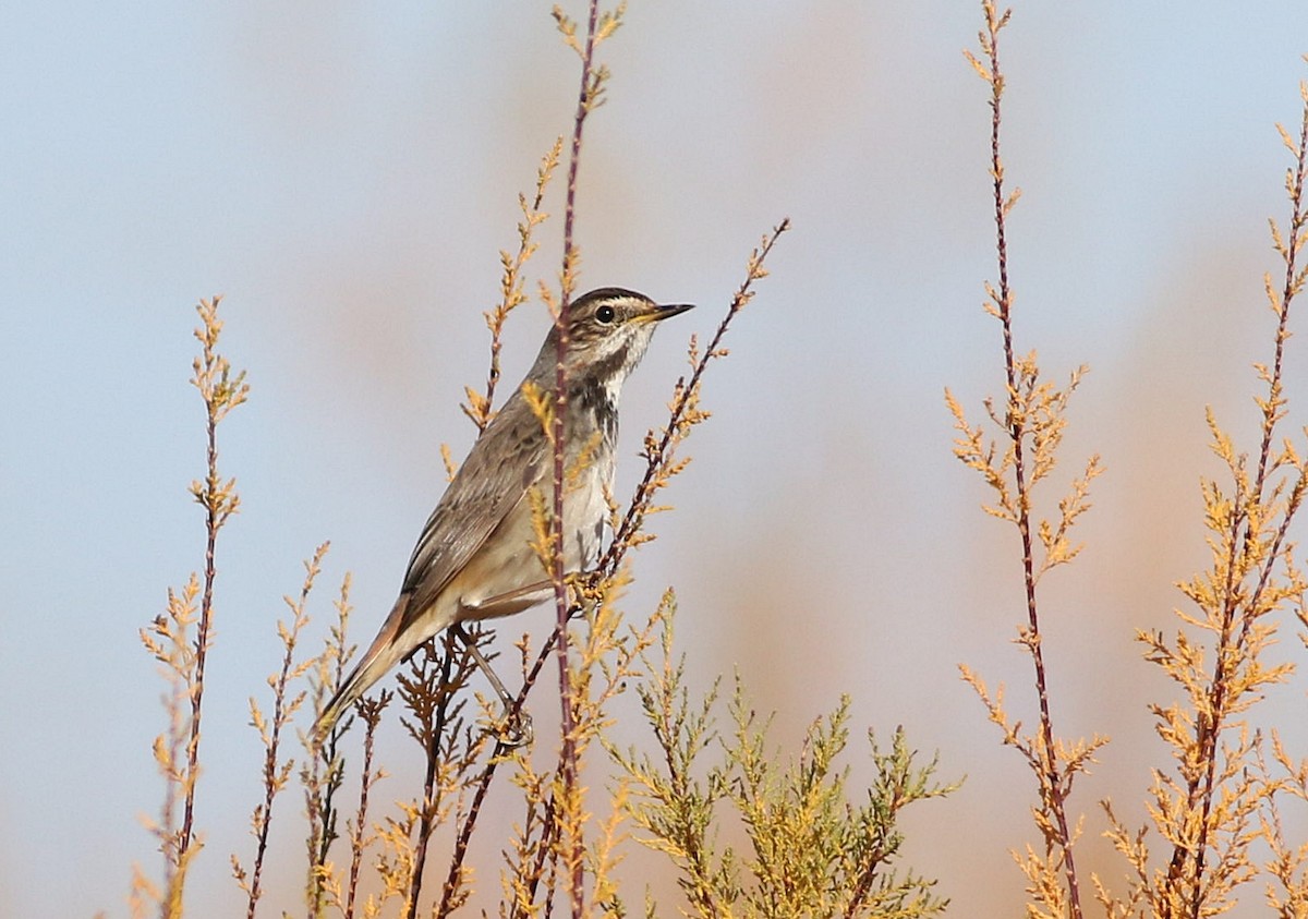 Bluethroat - Miguel García