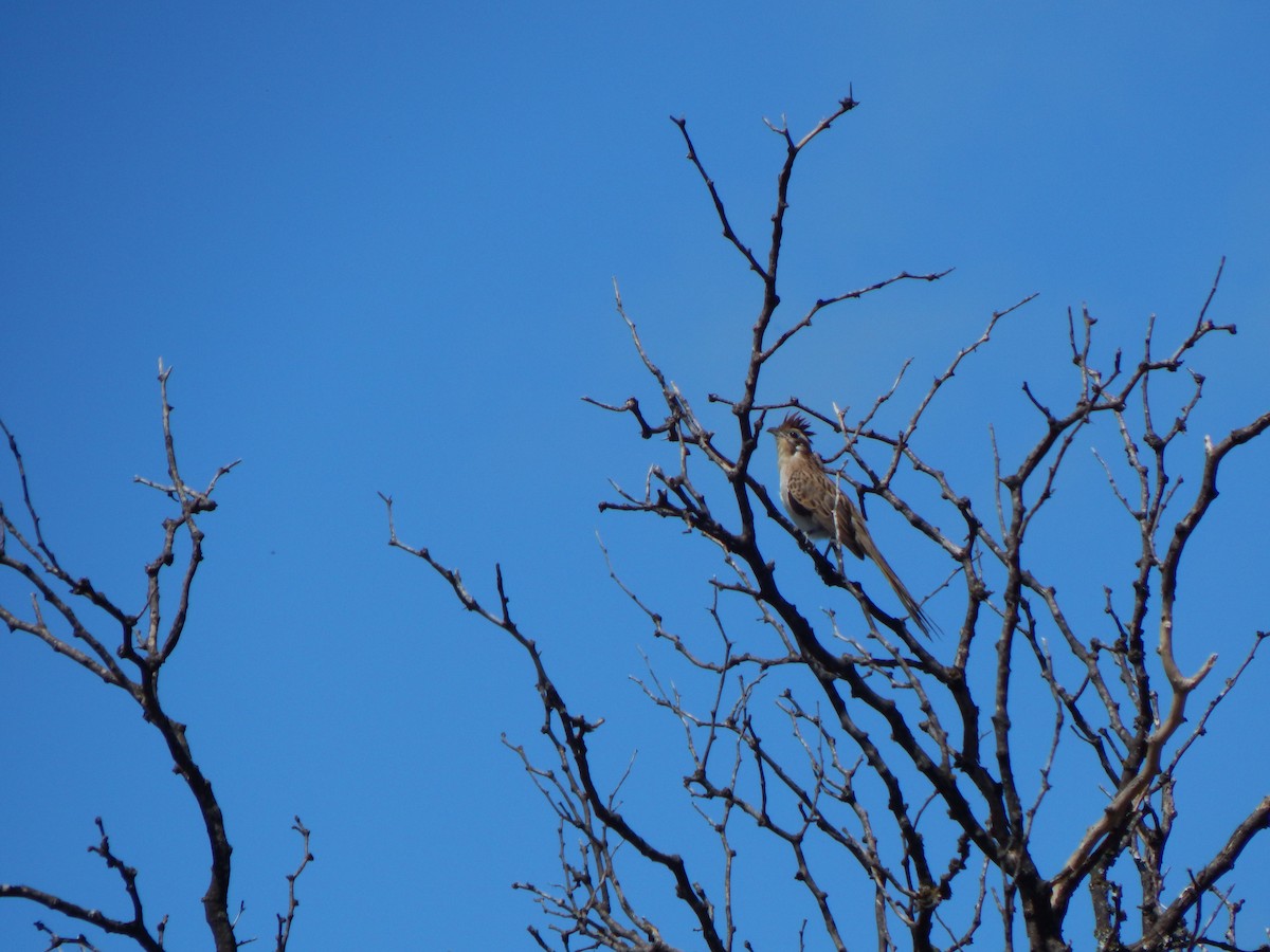 Striped Cuckoo - ML611942375