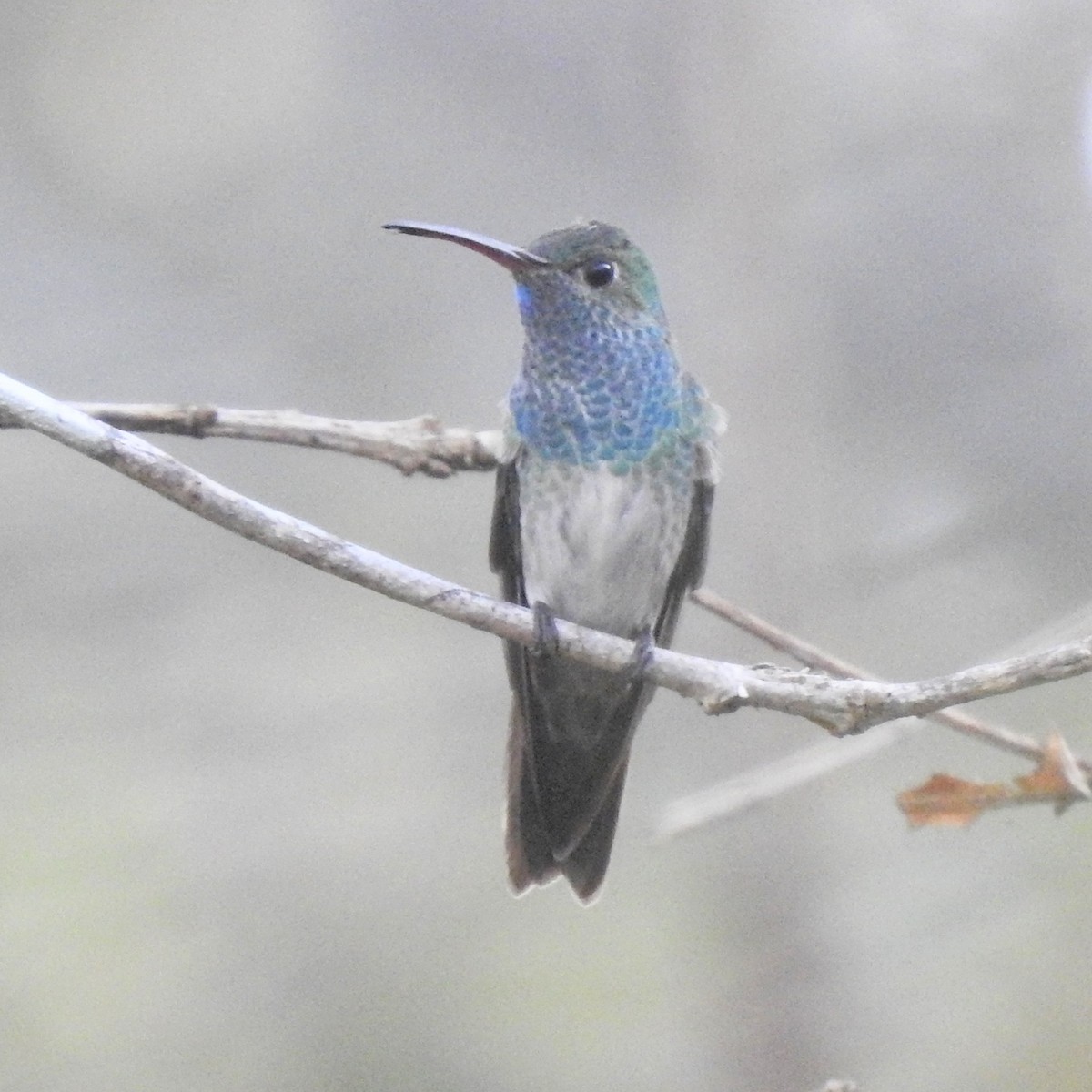 Honduran Emerald - ML611942378