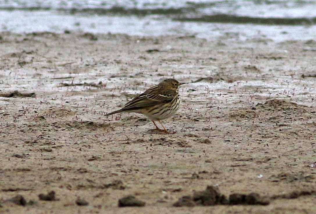 Meadow Pipit - Miguel García