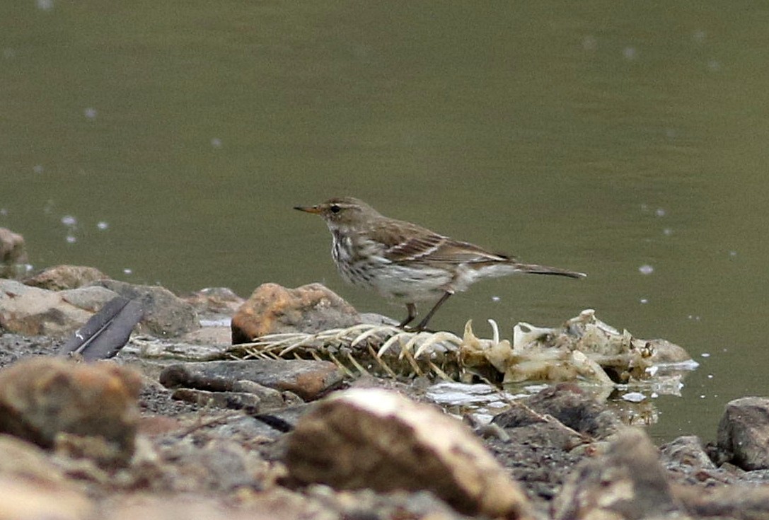 Water Pipit - ML611942388