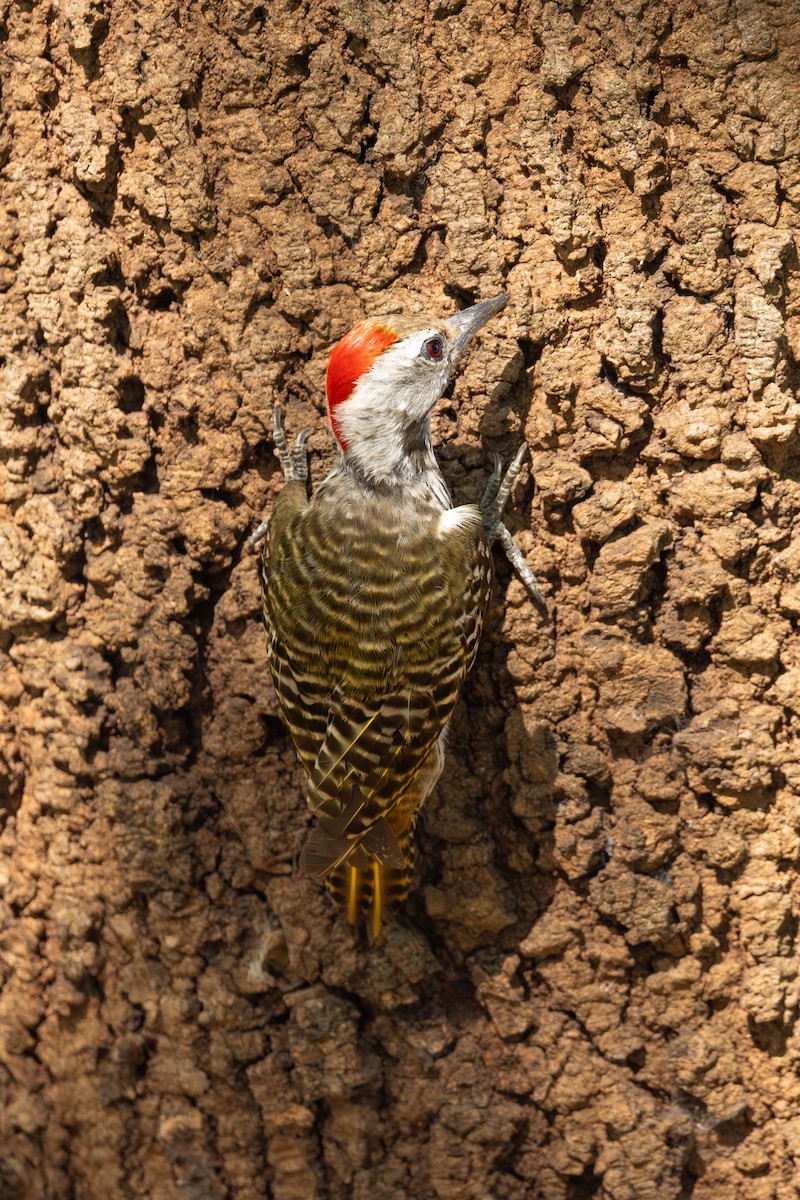 Cardinal Woodpecker - Mason Flint