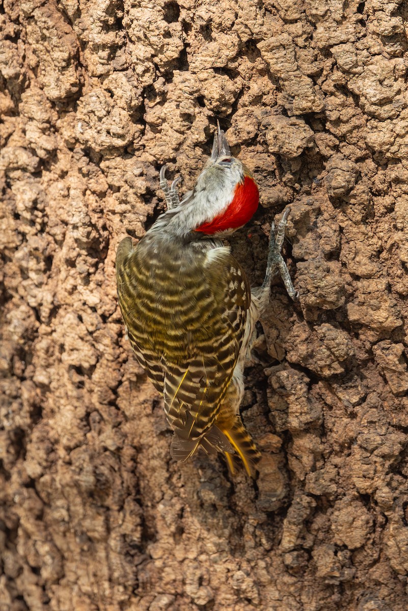 Cardinal Woodpecker - ML611942415
