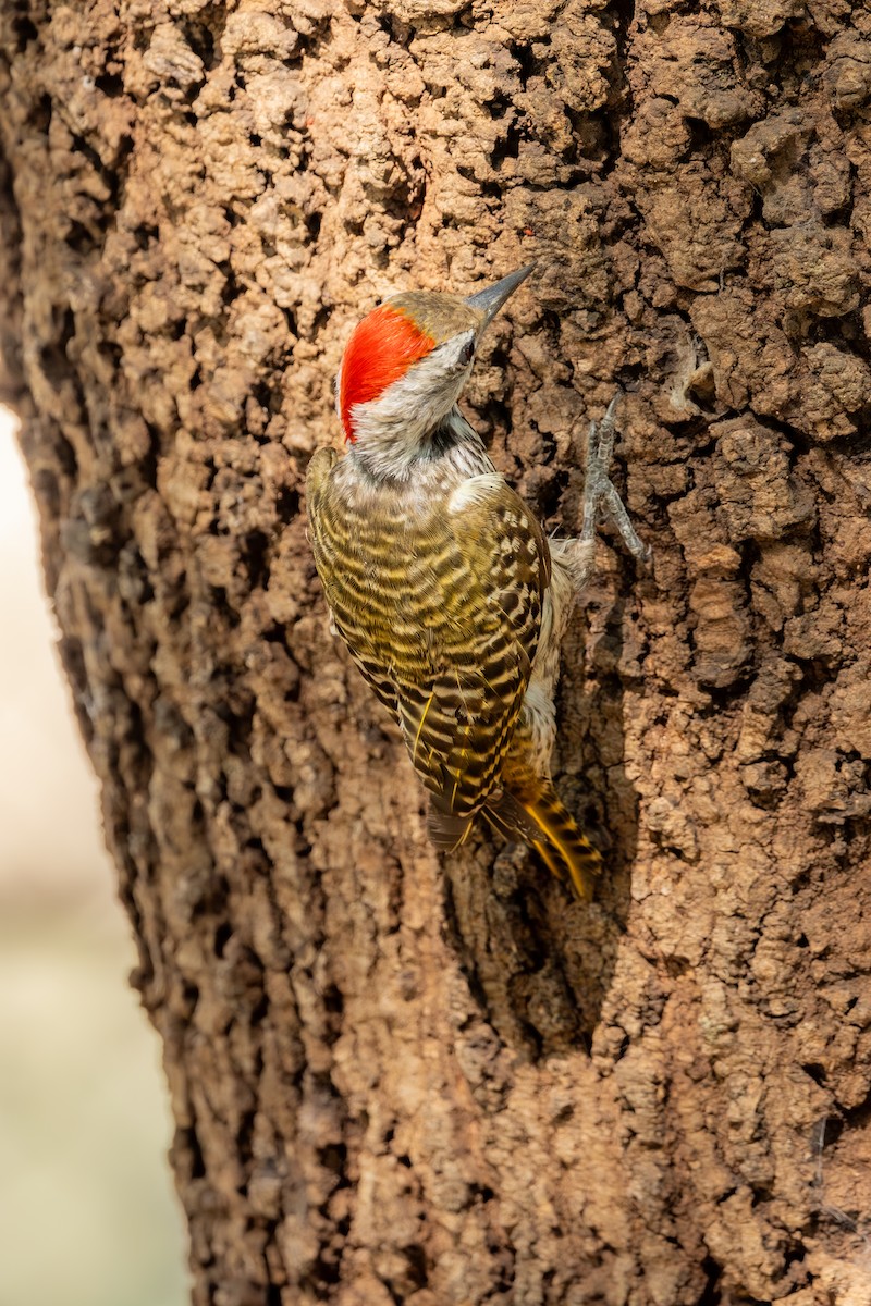Cardinal Woodpecker - ML611942416