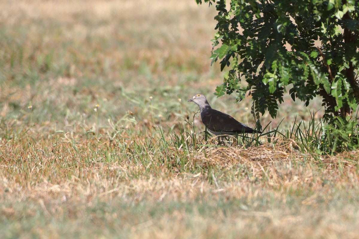 Senegal Lapwing - ML611942429