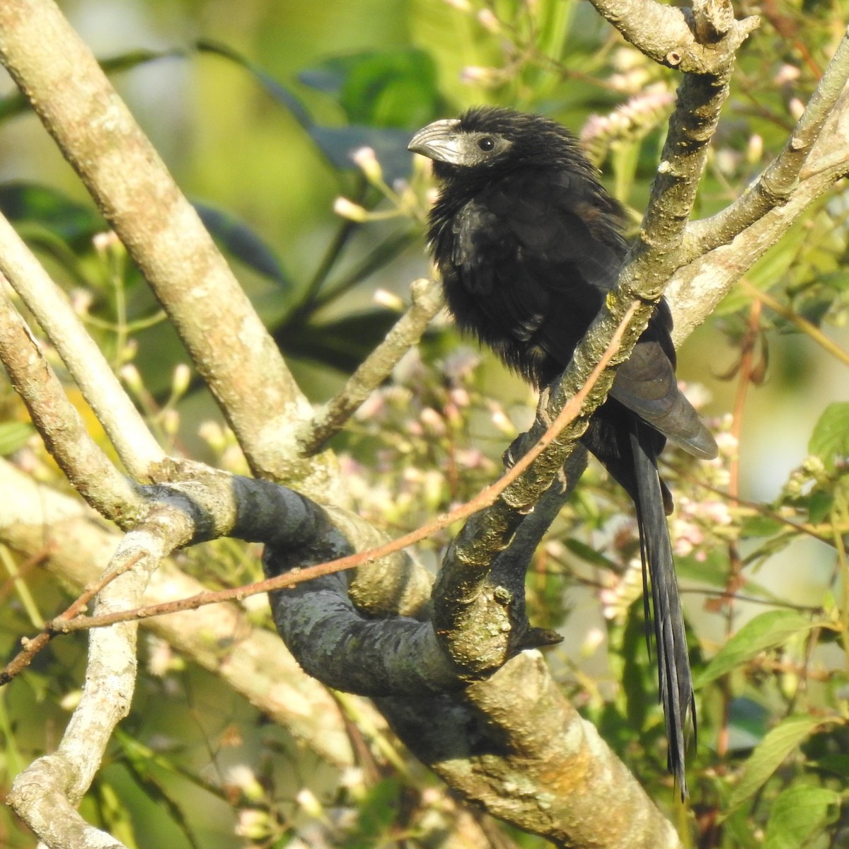 Groove-billed Ani - ML611942436