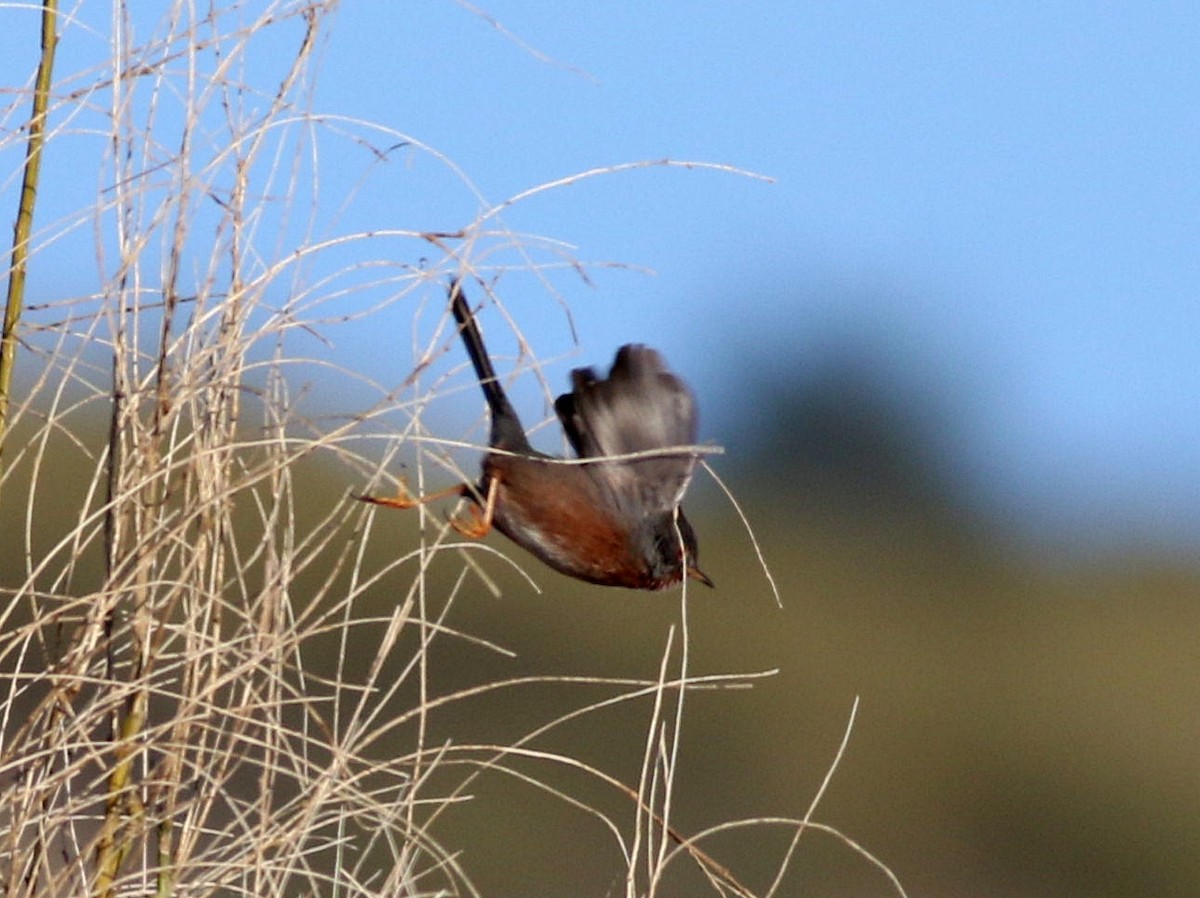 Dartford Warbler - ML611942458