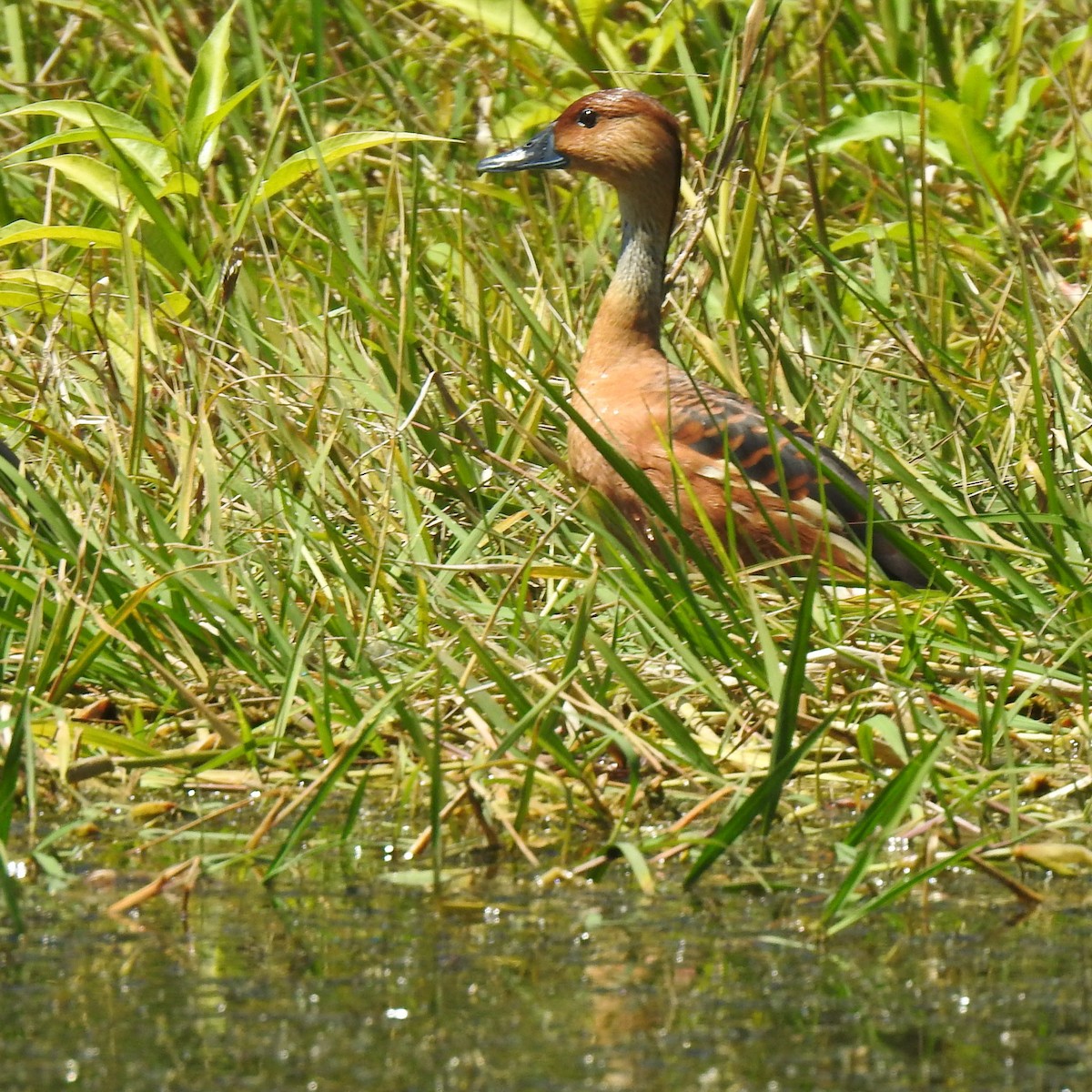 Fulvous Whistling-Duck - ML611942489