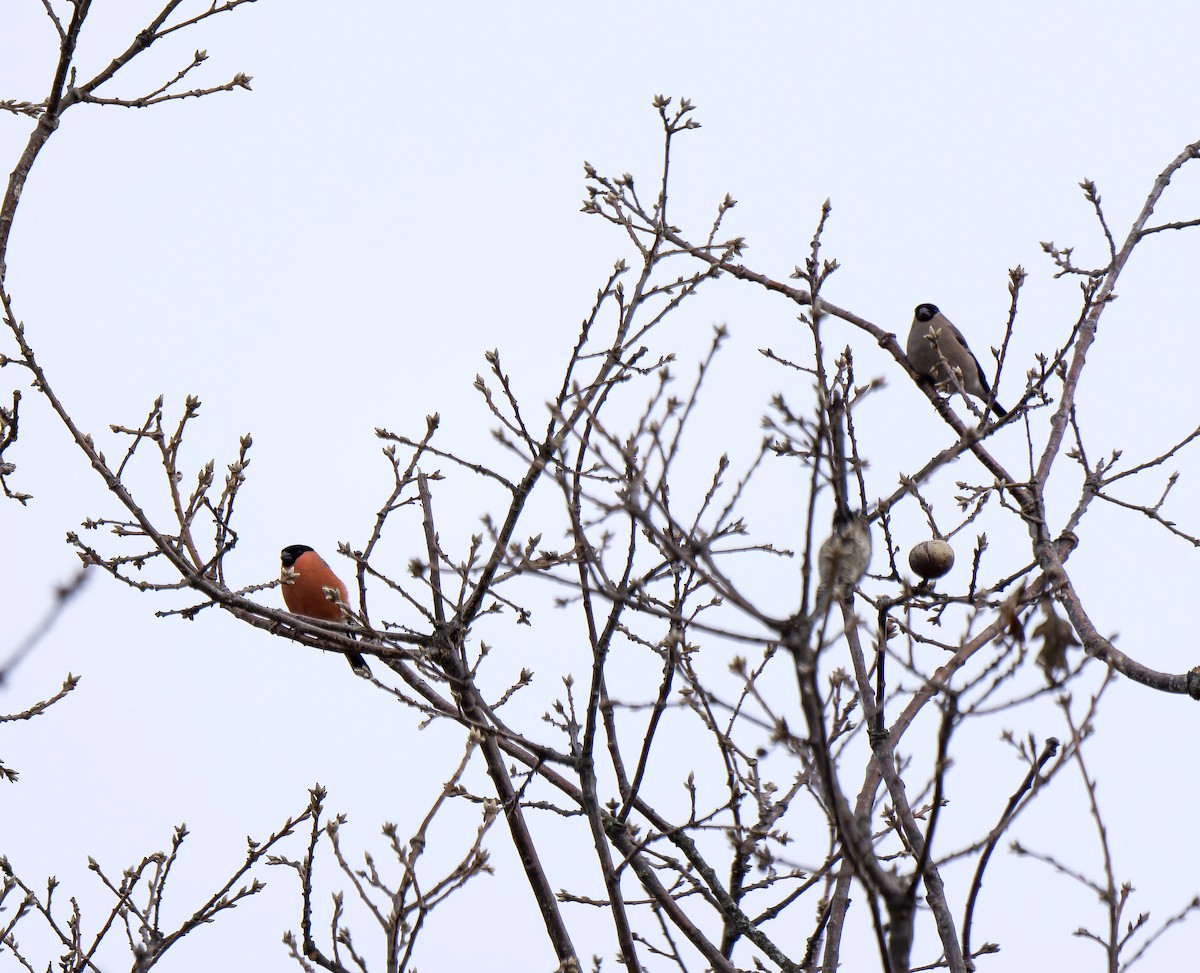 Eurasian Bullfinch - ML611942541