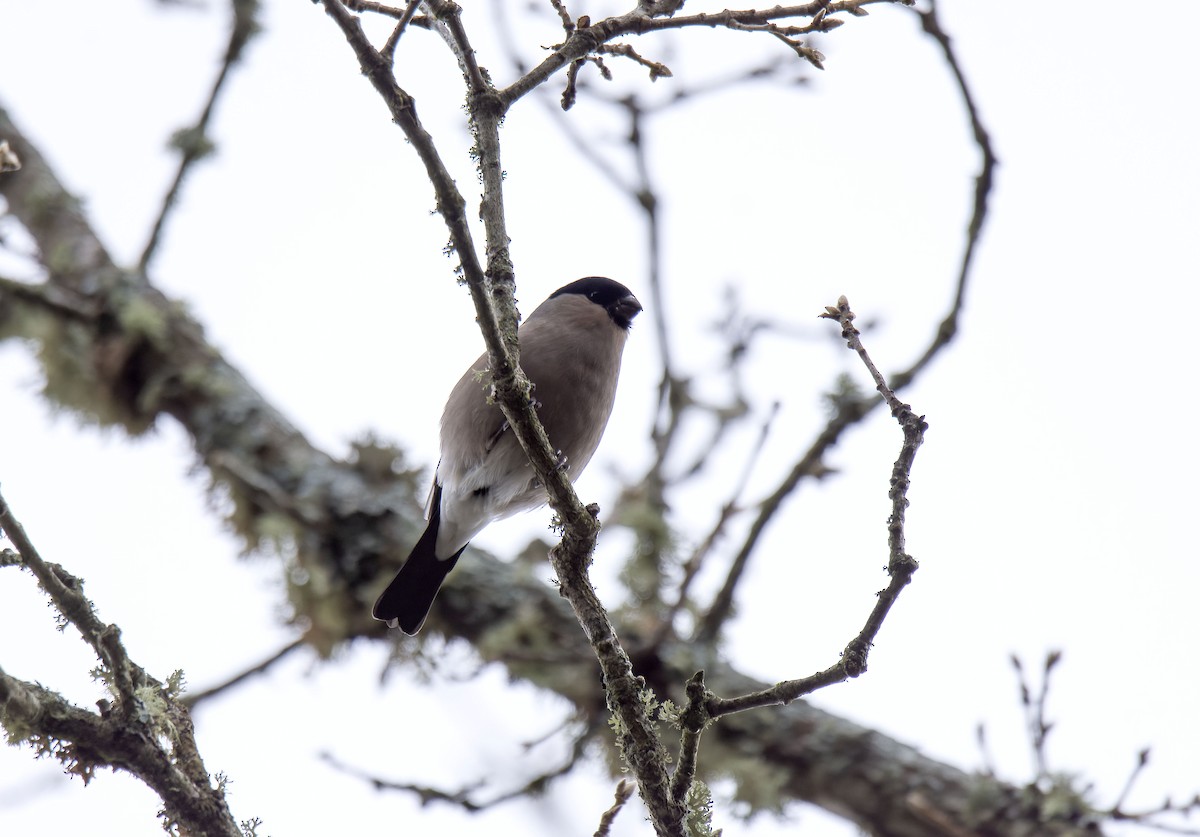 Eurasian Bullfinch - ML611942542