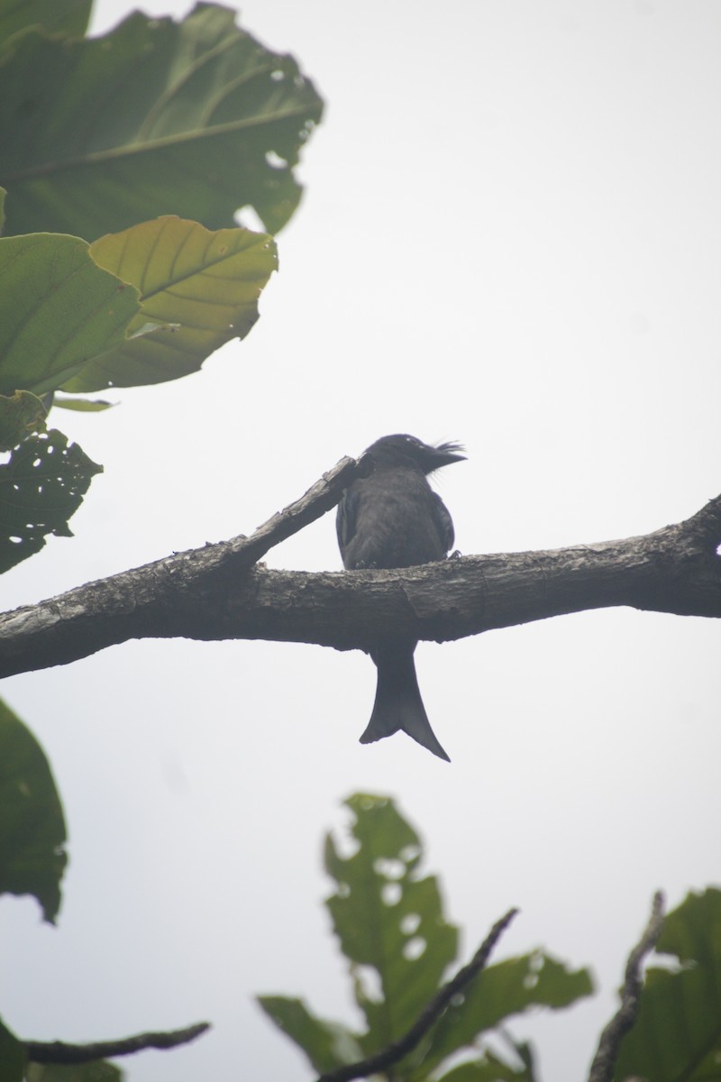 Crested Drongo - ML611942653