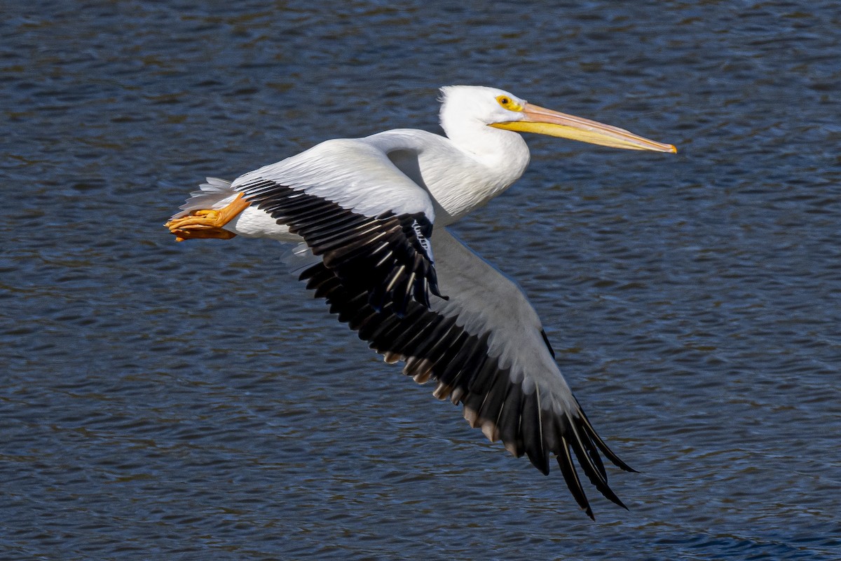 American White Pelican - ML611942668