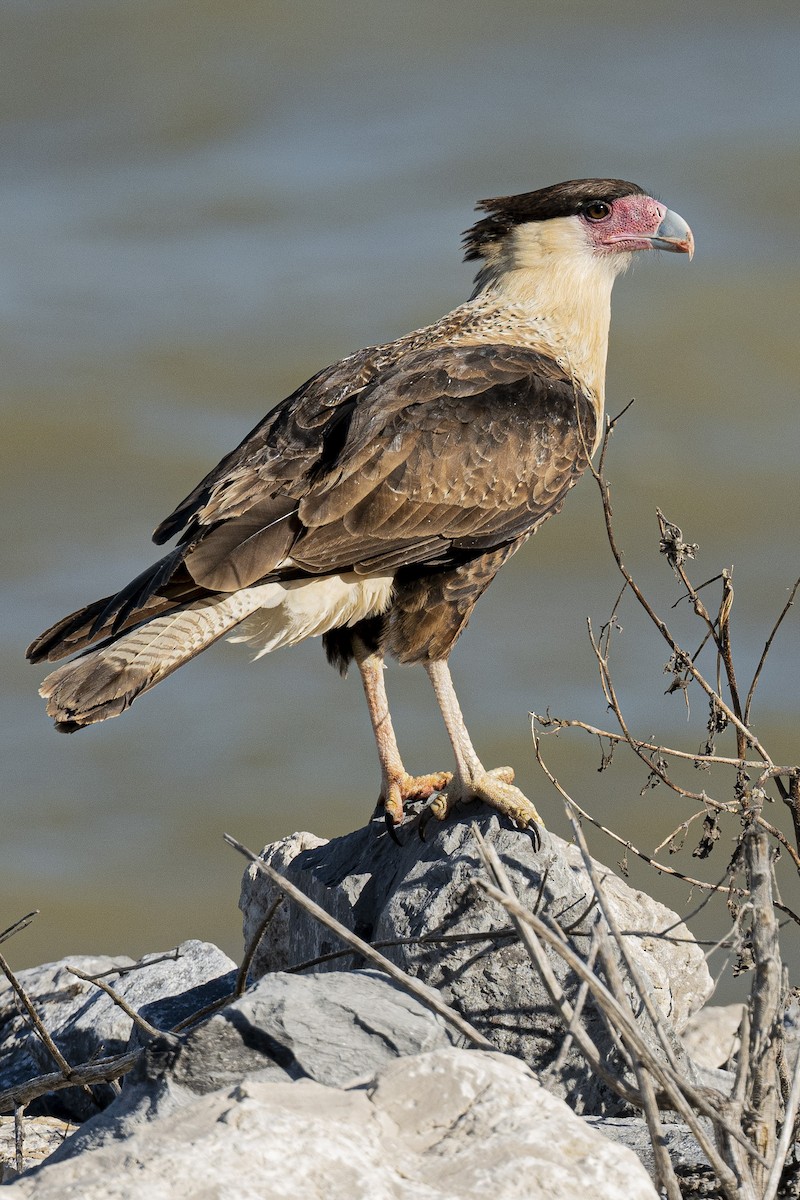 Crested Caracara - ML611942681