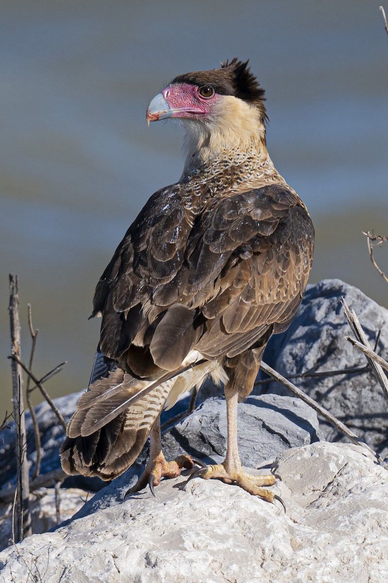 Crested Caracara - ML611942688