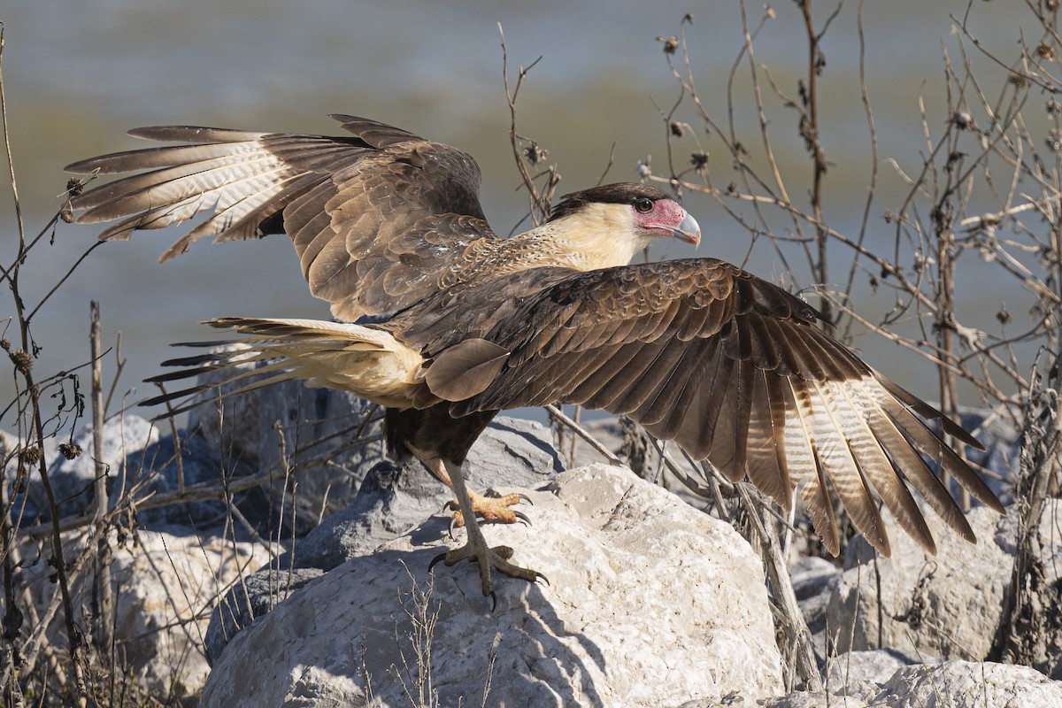 Crested Caracara - ML611942690